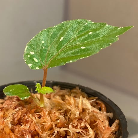 Begonia sp. "Mempawah hulu" Landak Kalimantan barat [TB]