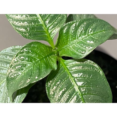 Ophiorrhiza sp. from Selangor [TK]