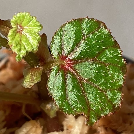 Begonia sp. from North Toraja [S0919-02] 伊藤蟻植物農園
