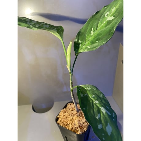Aglaonema pictum GW1707 "Padang sidempuan" [TB]