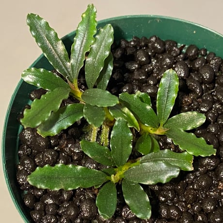 Bucephalandra catherineae