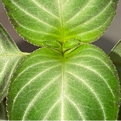 Gesneriaceae gen. from Kalimantan Barat