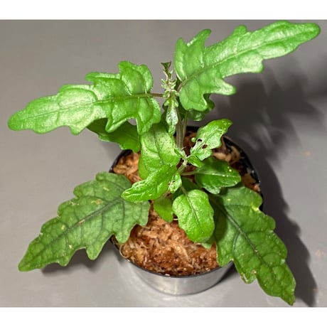 Scrophulariaceae sp. from Valencia, Negros Oriental