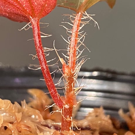Begonia sp. "Muara Wahau" Kutai timur Kalimantan timur [TB]