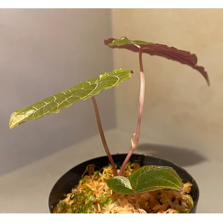 Dioscorea dodecaneura (discolor) from Ecuador