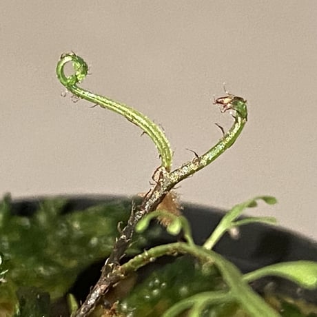 Lindsaea sp. from Pulau Halmahera [LA0314-05]