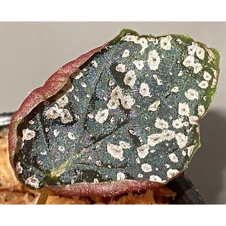Begonia formosana from Taiwan