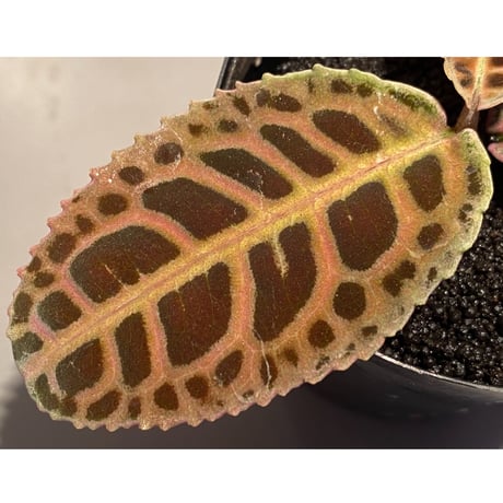 Labisia sp. from Riau sumatera [LA0815-01]