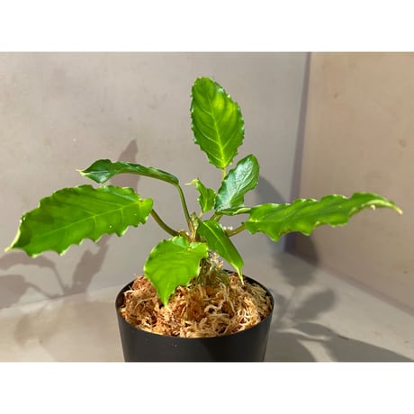 Homalomena sp. "Euclase" from Riau sumatera [LA0518-02]①