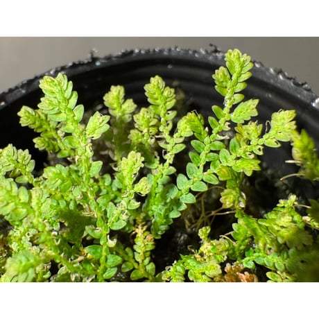 Selaginella sp. from Prachuap Khiri Khan Thailand