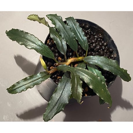 Bucephalandra sp. "Black Sword Kadri"
