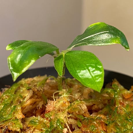 Elatostema sp. from Nopphitam [TK260915]