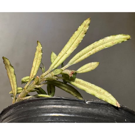 Argostemma cf. bachmaense from Nam Giang, Quang Nam Vietnam