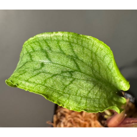 Cryptocoryne joshanii from Basilan island philippines [LA]