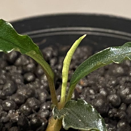 Bucephalandra sp. "MEDUSA"