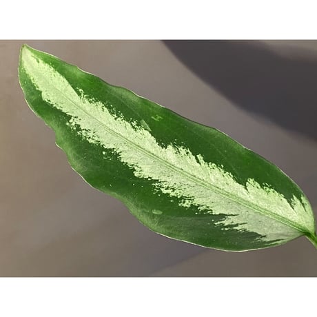 Aglaonema pictum from Aceh Sumatra [T-010519-b-2]