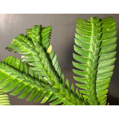 Selaginella sp. from Landak West Kalimantan ②