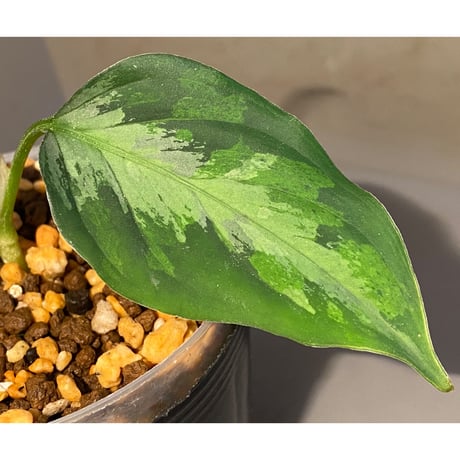 Aglaonema pictum "type Eureka" from Pulau Nias [AZ0512-10]