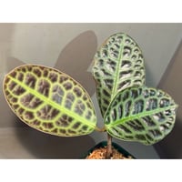 Labisia sp. "Kura kura" from Kalbar [AZ1122-otr]