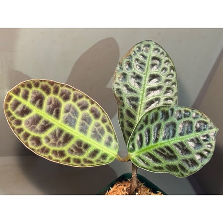 Labisia sp. "Kura kura" from Kalbar [AZ1122-otr]