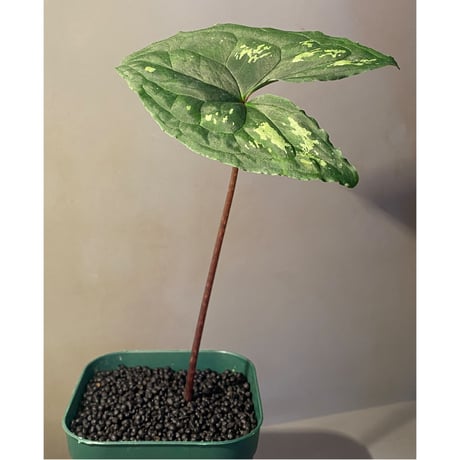 Ulearum donburnsii