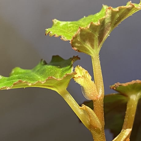Begonia sp. from North Toraja [S0919-06] STRINGE PLANTS
