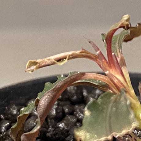 Bucephalandra sp. "Kedagang" [ID便] ③