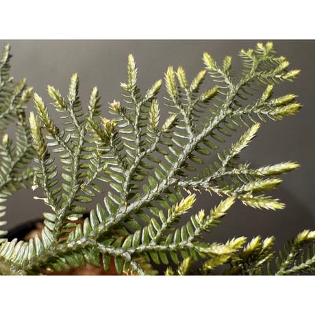 Selaginella sp. from Landak West Kalimantan