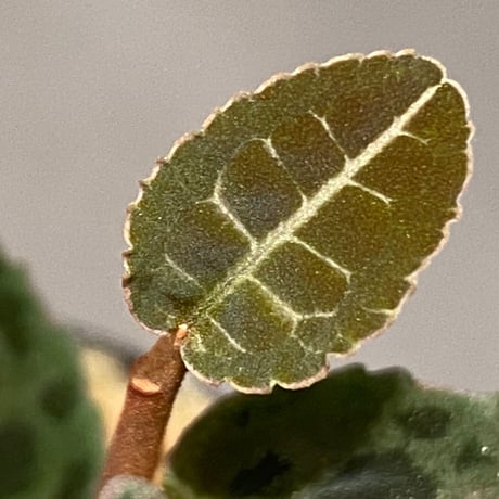 Emblemantha urnulata (Labisia sp.) from Riau sumatera [LA0815-01]