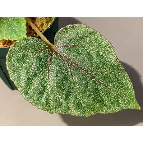 Begonia sp. from Ha Noi [TK140617]