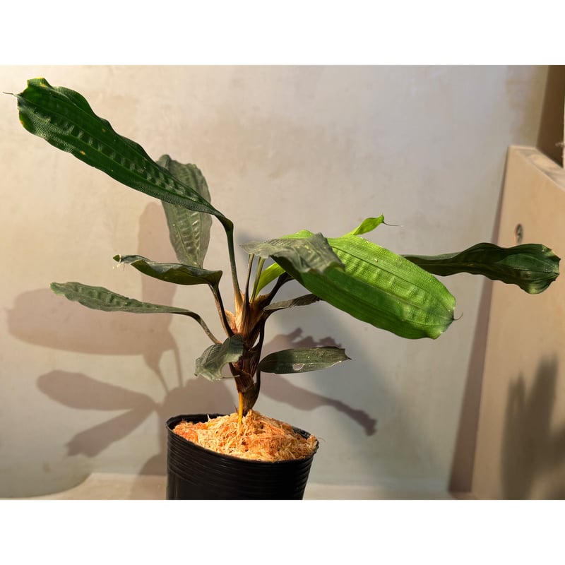 Mapania cuspidata from Bengkayang West Kalimant