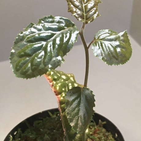 Ardisia sp. from Bengkulu [LA0315-1]