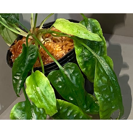 Cryptocoryne nurii "Lga-1" Pulau Lingga [HW0622-06]