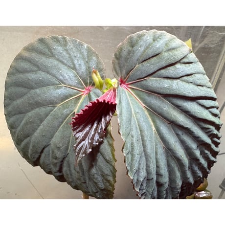 Begonia sp. from Kapuas hulu