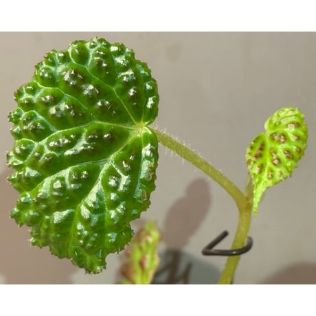 Begonia dracopelta from Borneo