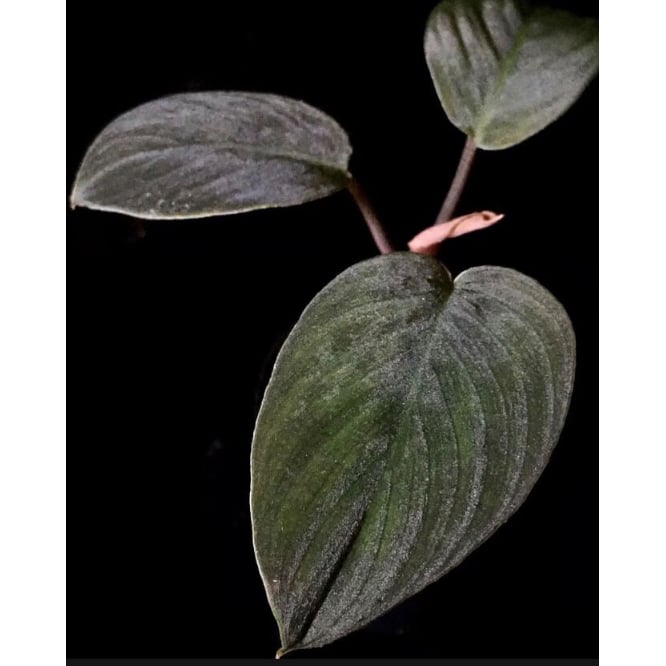 Homalomena sp. from Sumatera Utara [LA0318-01]