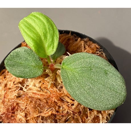 Homalomena sp. "月輪" from Sumatera Utara [LA0318-01]