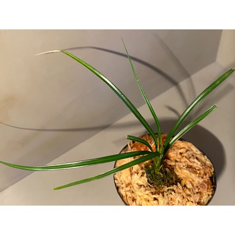 Mapania sp. from "Nanga pinoh" Melawi Kalimantan barat [TB]
