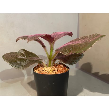 Unknown from Iquitos Peru [tanakay]