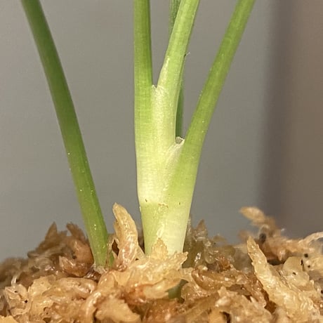 Homalomena sp. "Green" from Bogor