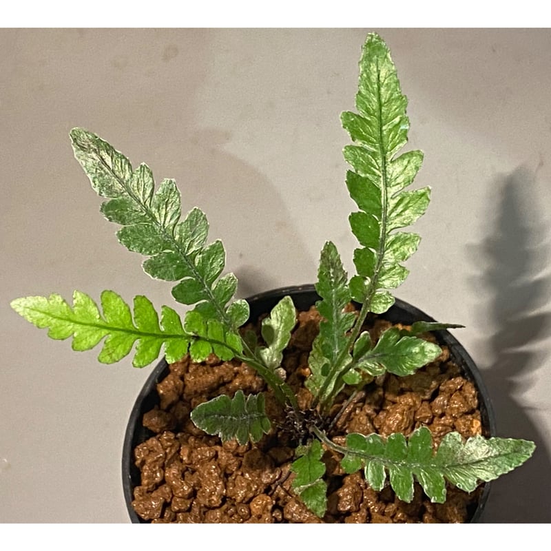 ブレクナム obtusatum var. francii TypeB 子株側 ブレクナム obtusatum var. francii TypeB 子株側 Blechnum