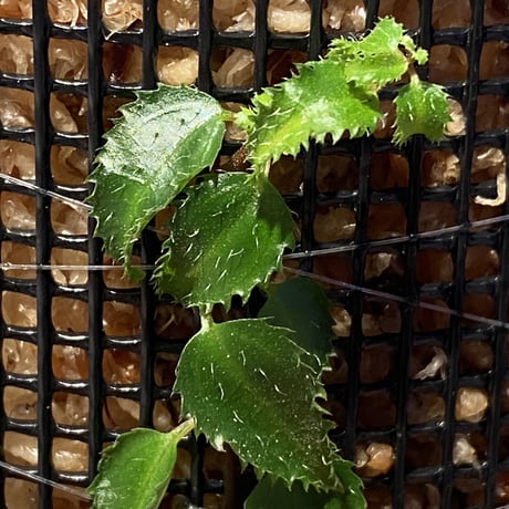 Unknown from Bahia Solano Colombia [tanakay]