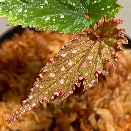 Begonia gracilicyma from Sumatera Barat [TB]