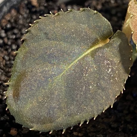 Ardisia sp. from Thailand