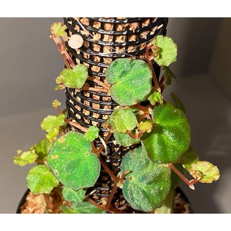 Begonia lichenora (sp.Mini) from Kalimantan Sarawak border [LA]
