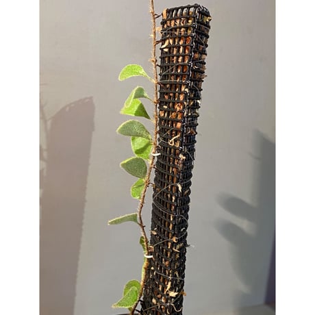Pyrrosia nummularifolia from Santa Fe Luzon Philippines [KSB]