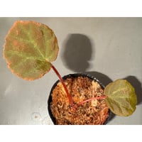 Begonia sp. from Chiku Kelantan