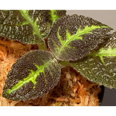 Nautilocalyx picturatus