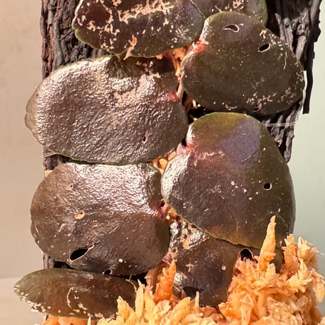 Marcgravia sp. from Tarapoto Peru