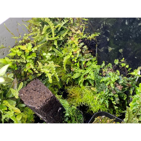 (大株) Teratophyllum aculeatum from Nanga pinoh [TB]